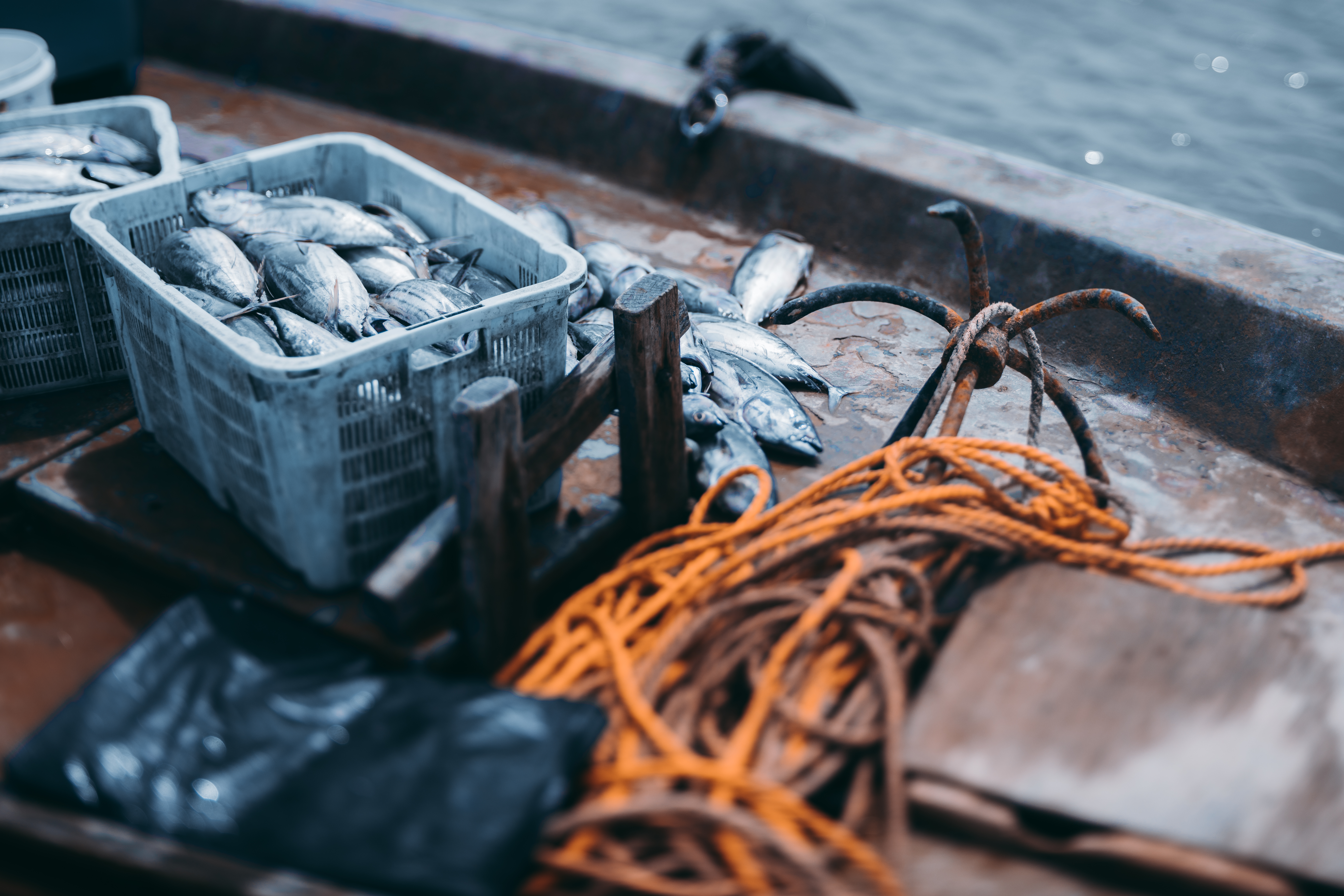 Freshly caught fish in plastic crates on a fishing boat